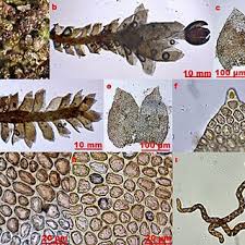 Attēlu rezultāti vaicājumam “Sphagnum quinquefarium”