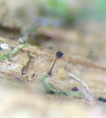 Attēlu rezultāti vaicājumam “Clastodermataceae”