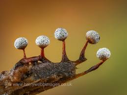 Attēlu rezultāti vaicājumam “Didymium tussilaginis macro”