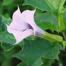 Image result for Datura stramonium