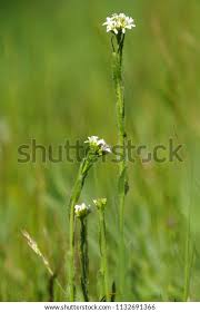 Attēlu rezultāti vaicājumam “Arabis hirsuta”