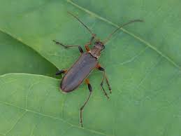 Attēlu rezultāti vaicājumam “Cortodera femorata”