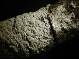 Attēlu rezultāti vaicājumam “Lecanora carpinea”