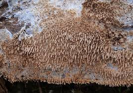 Attēlu rezultāti vaicājumam “Hydnocristella himantia”