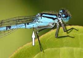 Attēlu rezultāti vaicājumam “Enallagma cyathigerum male”