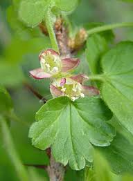 Attēlu rezultāti vaicājumam “Ribes uva-crispa flower”