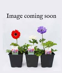 Attēlu rezultāti vaicājumam “Geranium bohemicum flower”