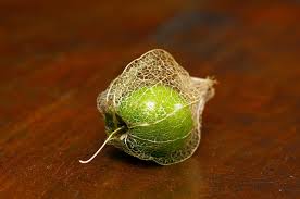 Attēlu rezultāti vaicājumam “Physalis alkekengi fruit”