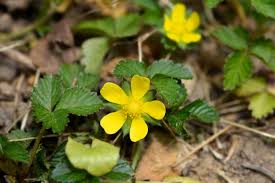 Attēlu rezultāti vaicājumam “Potentilla erecta fruit”