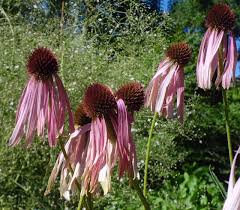 Image result for Echinacea angustifolia