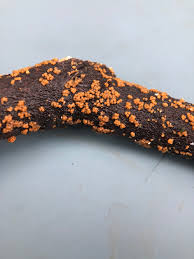 Attēlu rezultāti vaicājumam “Badhamia lilacina spores”