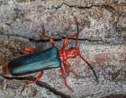 Attēlu rezultāti vaicājumam “Rhamnusium bicolor”