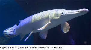 Image result for Atractosteus spatula