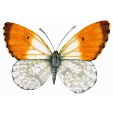 Attēlu rezultāti vaicājumam “Anthocharis cardamines male”