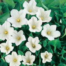 Image result for Nierembergia