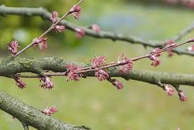 Attēlu rezultāti vaicājumam “Cercidiphyllum japonicum fruit”