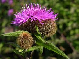 Attēlu rezultāti vaicājumam “Centaurea phrygia bud”