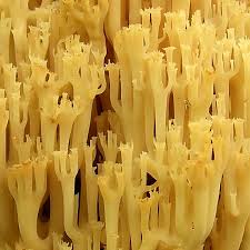 Attēlu rezultāti vaicājumam “Clavicorona pyxidata”