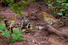 Attēlu rezultāti vaicājumam “Turdus philomelos juvenile”