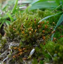 Attēlu rezultāti vaicājumam “Tortula lingulata”