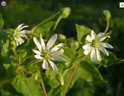Attēlu rezultāti vaicājumam “Stellaria nemorum flower”