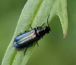 Attēlu rezultāti vaicājumam “Dasytes caeruleus”