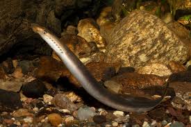 Attēlu rezultāti vaicājumam “Lampetra planeri”