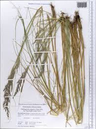 Attēlu rezultāti vaicājumam “Calamagrostis purpurea”