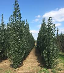 Attēlu rezultāti vaicājumam “Populus nigra Italica”