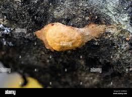 Attēlu rezultāti vaicājumam “Fuligo leviderma”