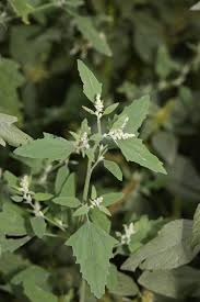 Attēlu rezultāti vaicājumam “Chenopodium polyspermum var. acutifolium flower”