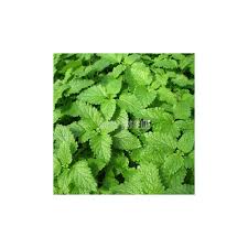 Image result for Melisse