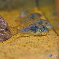 Image result for fish corydoras