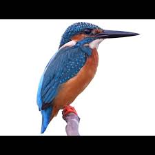 Attēlu rezultāti vaicājumam “Alcedo atthis adult”