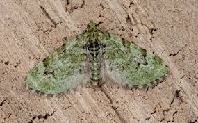 Attēlu rezultāti vaicājumam “Chloroclystis v-ata”