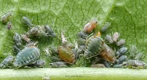 Attēlu rezultāti vaicājumam “Aphididae”