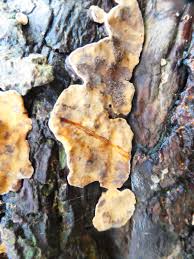 Attēlu rezultāti vaicājumam “Stereum rugosum”