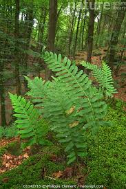 Attēlu rezultāti vaicājumam “Polypodium vulgare”