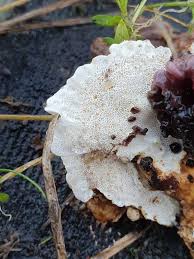 Attēlu rezultāti vaicājumam “Trametes ochracea”