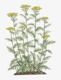 Attēlu rezultāti vaicājumam “Tanacetum vulgare”