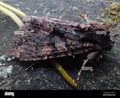 Attēlu rezultāti vaicājumam “Mniotype satura”