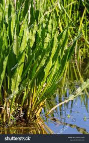Attēlu rezultāti vaicājumam “Rumex hydrolapathum”