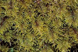 Attēlu rezultāti vaicājumam “Thuidium tamariscinum”