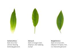 Image result for Herbstzeitlose