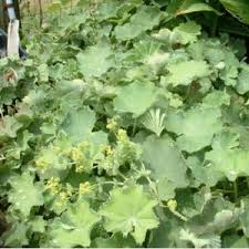 Attēlu rezultāti vaicājumam “Alchemilla vulgaris aggr. leaf”