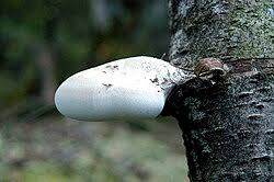 Attēlu rezultāti vaicājumam “Piptoporus betulinus”