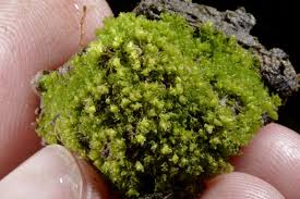 Attēlu rezultāti vaicājumam “Fossombronia foveolata”