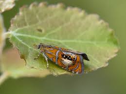 Attēlu rezultāti vaicājumam “Olethreutes arcuella”