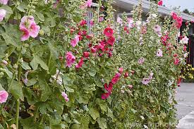 Image result for Alcea (althaea) rosea