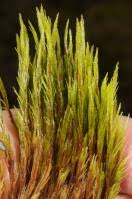 Attēlu rezultāti vaicājumam “Dicranum undulatum”